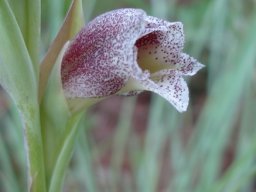 Gladiolus ecklonii bracts behind the flower